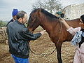 Lucyin soignant un cheval, en 2004.