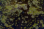 Аерофото Ірдинського болота в Смілянському районі. Автор фото: Seencleyr (CC BY-SA 4.0)