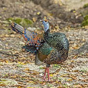 Ocellated turkey (Meleagris ocellata) male (SDG 15)