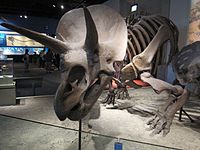 שלד של T. horridus במוזיאון פילד להיסטוריה של הטבע, שיקגו, אילינוי, ארצות הברית. הטריצרטופס מוצב כאן בתנוחה בה הרגליים פרושות הצידה (sprawled).