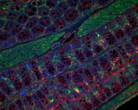 Immunofluorescence staining of a mouse intestine, "Microscopy" (Australia)