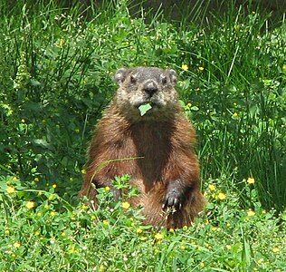 Arbara marmoto, (Marmota monax), Ottawa, Ontario