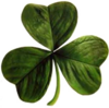 Irish clover