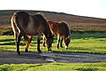 Ponnys op Exmoor by Brendon