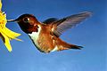 Rosse kolibry (Selasphorus rufus)