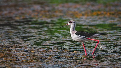 Taken in Misamis Oriental, Philippines, a black-winged stilt became a common residence on this area due to its abundant wetlands. Its long legs and beak are the perfect weapon to target its favorite meal. Photograph: Domzjuniorwildlife