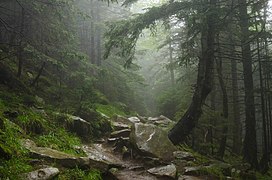 Un petit chemin encombré de grosses pierres se glisse dans une épaisse forêt remplie de brouillard.