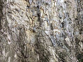 Up close, the old bark has a metallic luster. In 2016, the height of the tree was 15 meters and the bust circumference was 5.7 meters. Samanea saman