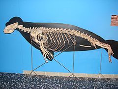 Squelette provenant du parc national marin d'Alonissos, au musée Goulandris d'histoire naturelle, à Athènes.