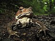 Östliche Japan-Erdkröte (Bufo japonicus formosus)