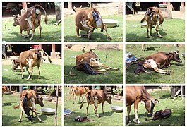 Cow giving birth, in Laos (step by step)
