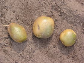Green potatoes caused by light 'Doré'