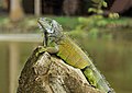 Zelena iguana u botaničkom vrtu, Portoviejo, Ekvador. Ženski primjerak, što je vidljivo iz relativno kratkih leđnih bodlji i zelene boje tijela.