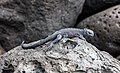 69 Iguana marina (Amblyrhynchus cristatus), isla Lobos, islas Galápagos, Ecuador, 2015-07-25, DD 47 uploaded by Poco a poco, nominated by Poco a poco