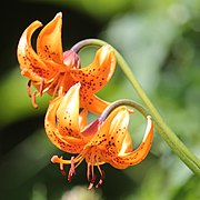 Lilie (Lilium medeoloides)