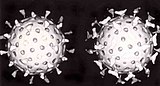 A computer reconstruction based on cryo-electron micrographs of a rotavirus particle (A) and a rotavirus particle reacted with a monoclonal antibody (B)