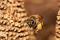 2. Kaptárba visszatérő mézelő méh (Apis mellifera) virágporral a virágportartójában (javítás)/(csere)
