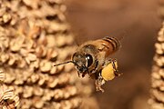 一隻啱啱採完花蜜，攞住啲花蜜飛緊返屋企嘅蜜蜂