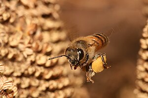 نحلة عسل أوروپيَّة تحمل سُليلة حُبُوب لقاح، وهو طعام صغار النحل، ولا يدخل في عملية صناعة العسل ولكنَّهُ يتواجد في العسل الصافي (غير المُعالج وغير المُرشَّح) صدفةً