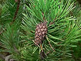 Noaldn en kegel van de droaidenne (Pinus contorta)