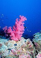 koraal yn de Perzyske Golf