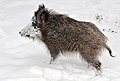 28. A Wisentgehege Springe hannoveri vadaspark Snowi névre hallgató fiatal vaddisznója (javítás)/(csere)