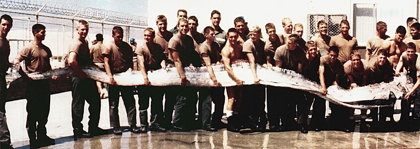 A 7 m (23 ft) king of herrings oarfish, washed up on the beach of a Navy SEAL training base in California.