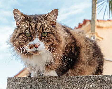 House cat (Felis catus) as a pet