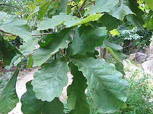 떡갈나무(Quercus dentata) 잎