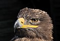 28. Pusztai sas (Aquila nipalensis) a németországi Falkenhof Feldberg solymászatában (javítás)/(csere)