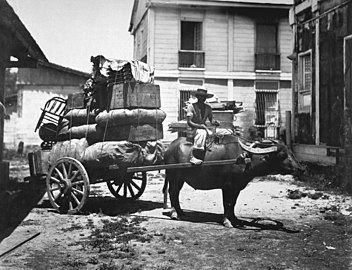 Биволи упрегнути у колица на Филипинима 1899. године