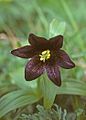Rara flor negra (Fritillaria camschatcensis)