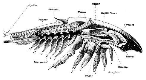 カブトガニ類の縦断面図。背面2枚の甲羅の境目は、付属肢と内部構造の分化に示される前体と後体の境目より後ろの位置に当たる。