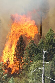 A sheet of flame roars through conifer treetops on a hillside.