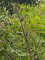 Sugar apple tree in Philippines