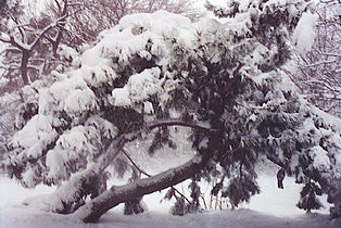 Snow on a pine tree in Prospect Park in Brooklyn