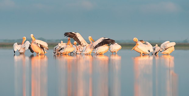 Pelecans in Tuzly Lagoons National Nature Park, Odesa Oblast (Ryzhkov Sergey)