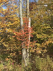 Sommige loofbomen, zoals deze esdoorns, laten in de herfst hun verkleurde bladeren vallen