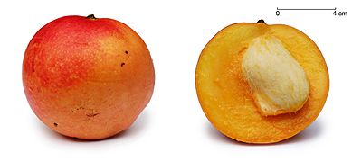 File:Apple mango and cross section edit1.jpg (2010-08-18)