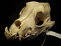 Un crani de bulldog