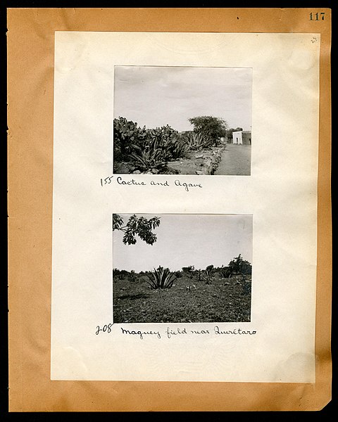 File:Chase album, 1898, 1903, and undated (Page 117) BHL46399552.jpg