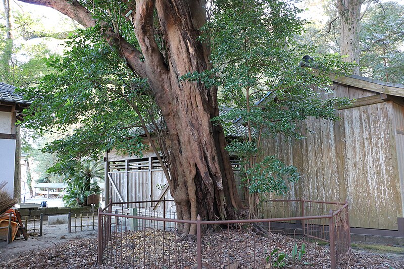 File:Distylium racemosum tree of Kisami Hachiman Jinja Shrine. A.jpg