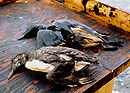 Uginule ptice natopljene naftom iz tankera