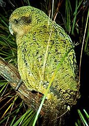 Kakapo (akut hotad)