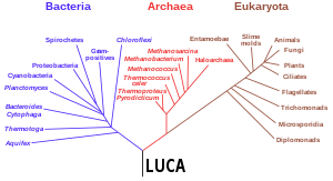 rRNA 遺伝子データに基づく系統樹（Woese et al., 1990)。最後の普遍的共通祖先（英語版）（LUCA）を根とする3つの生命ドメインを示す[120]。