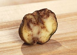 Клубень картофеля, поражённого фитофторозом