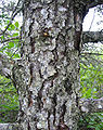 樹皮は白っぽい灰色で荒くうろこ状に裂ける。ただし色は個体による変異が大きい