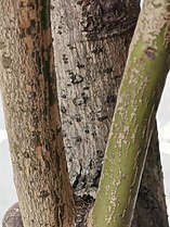 Bark of Cinnamomum kotoense