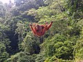 Orangutani su prilagođeni za život na drveću
