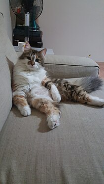 A fluffy cat with long hair is perched on a brown couch